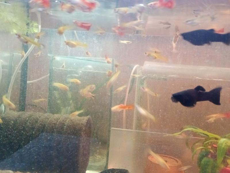 Naturalni wrogowie gupików