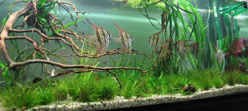 Negocjacje cenowe na ryby