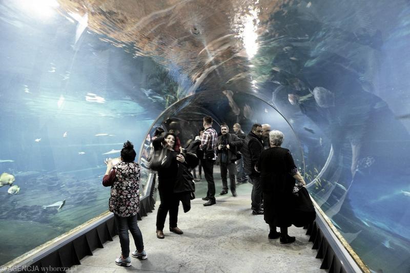 Oceanarium w Katowicach