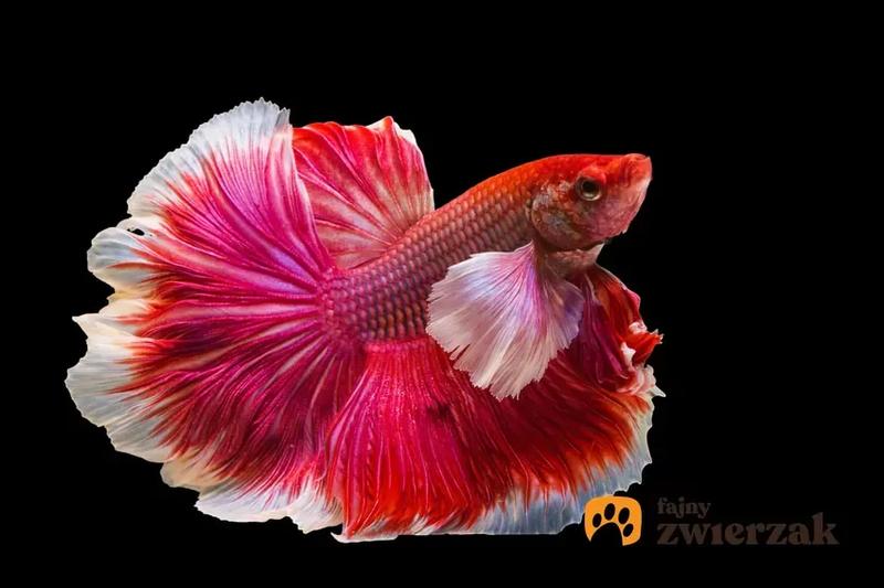 Opieka nad rybami akwariowymi