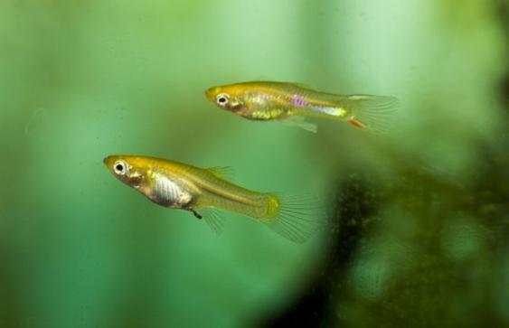 Optymalne warunki dla narybku