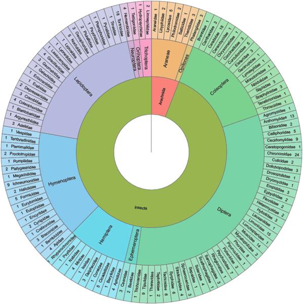 Owadożerne nietoperze