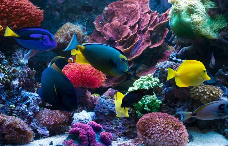 Porady dla początkujących akwarystów