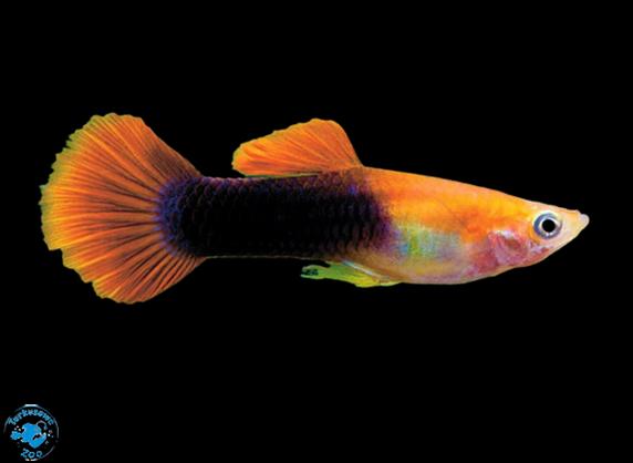 Przyczyny śmierci gupików