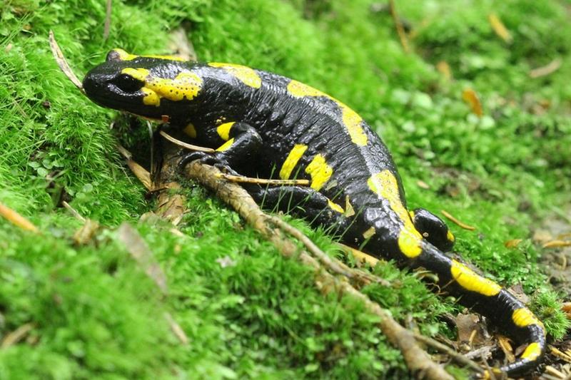 Rola owadów w diecie