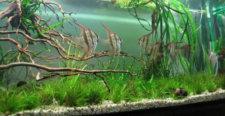 Rośliny dla skalarów