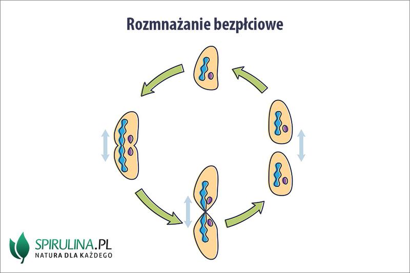 Rozmnażanie bakterii