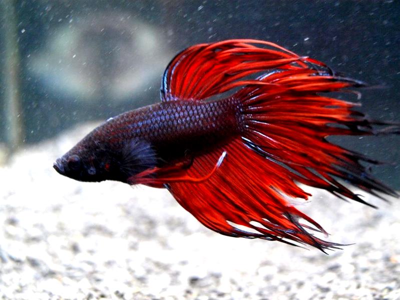 Rozmnażanie bojowników