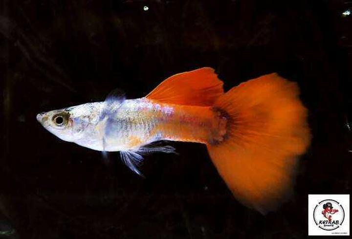 Rozmnażanie gupików