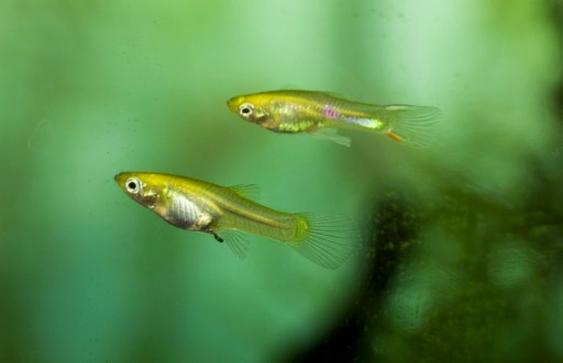 Rozmnażanie gupików