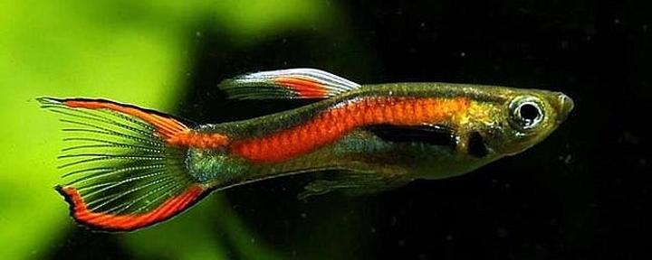 Rozmnażanie gupików