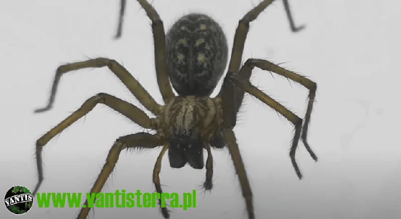 Rozmnażanie pająków