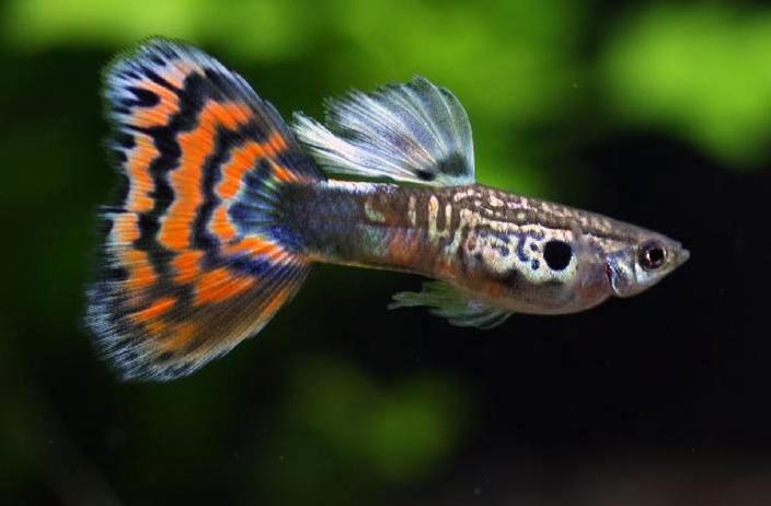 Różnice w kolorystyce gupików