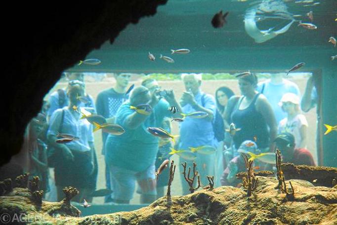 Różnorodność fauny