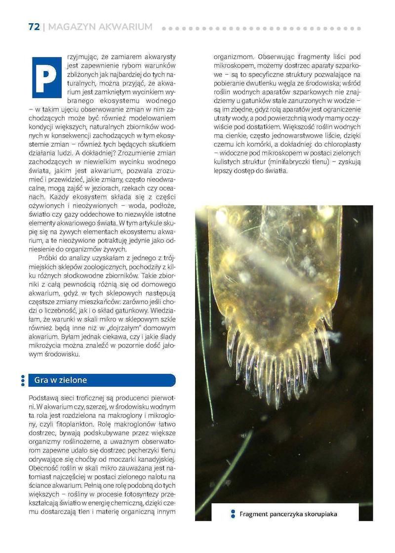 Ryby dla początkujących