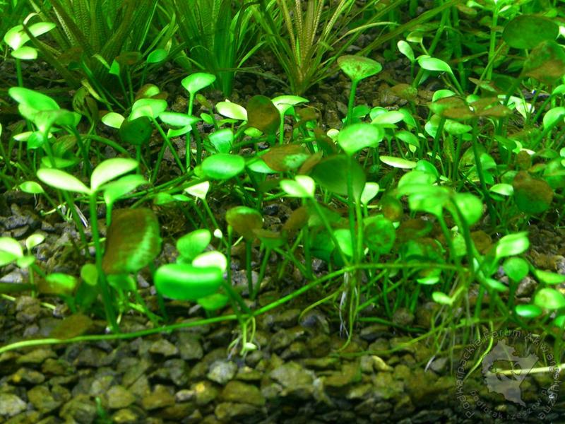 Skuteczne preparaty chemiczne