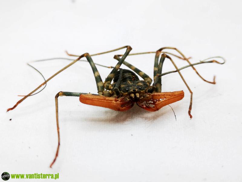 Strategies godowe pająków