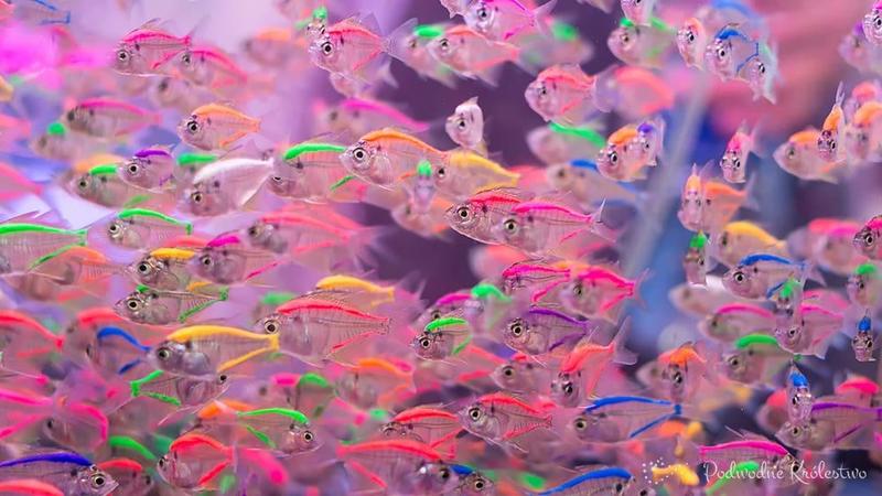 Świat ryb akwariowych