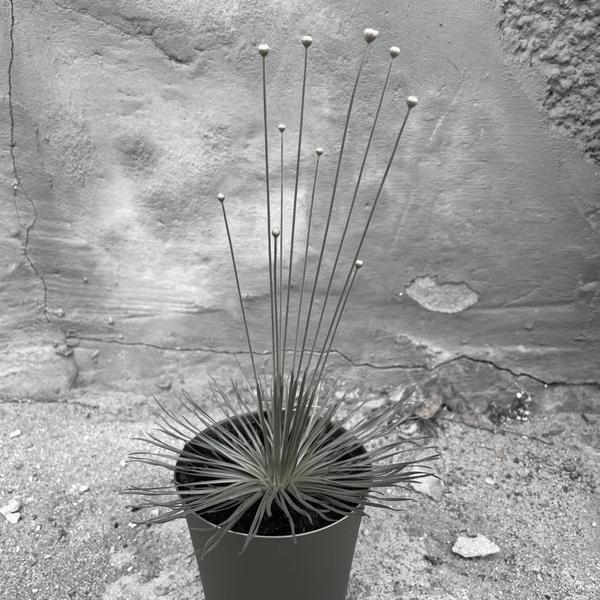 Teleskopowe wędki Mikado