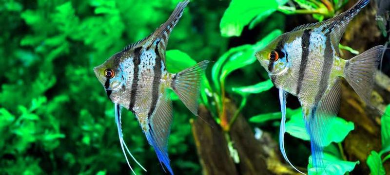 Towarzystwo ryb w akwarium