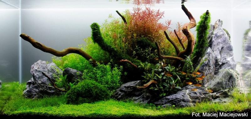 Towarzystwo w akwarium