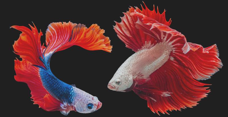 Warunki tarła bojowników