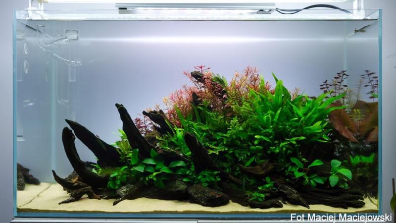 Wymagania neonów Innesa