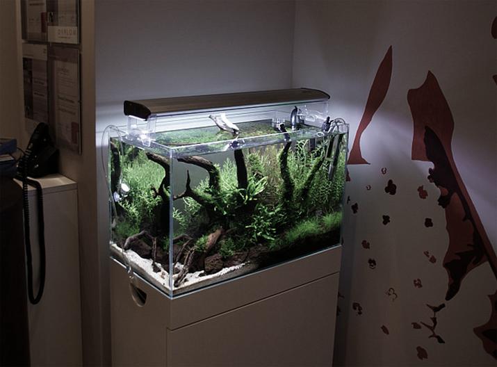 Zarządzanie rybami w akwarium