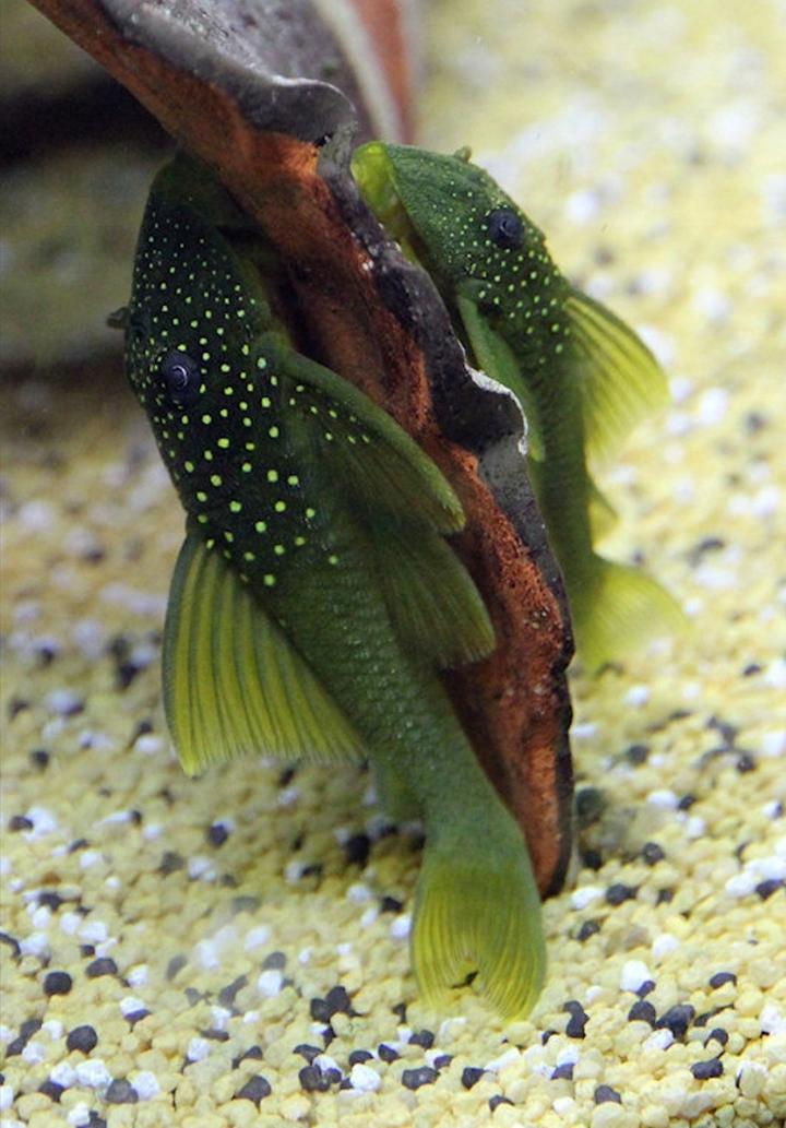 Zdrowe menu dla glonojada