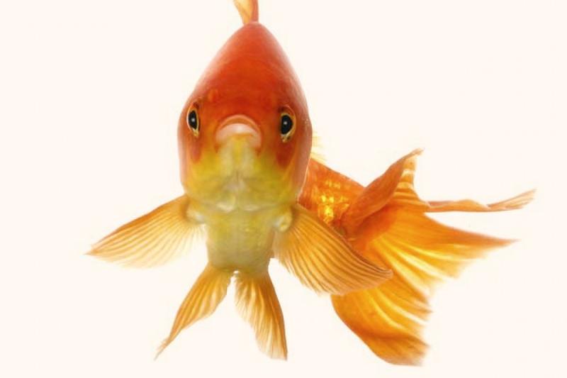 Złota rybka