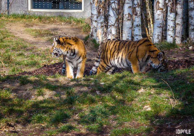 Żywienie dzikich zwierząt