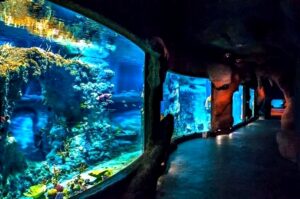 Co musisz wiedzieć przed wizytą w oceanarium Świnoujście?