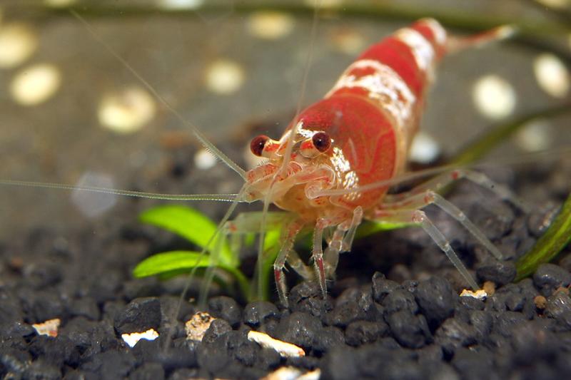 Co wybrać do akwarium? Najlepsze organizmy dla każdego pasjonata akwarystyki