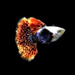 Czemu gupiki zdychają? Poznaj najczęstsze przyczyny ich śmierci