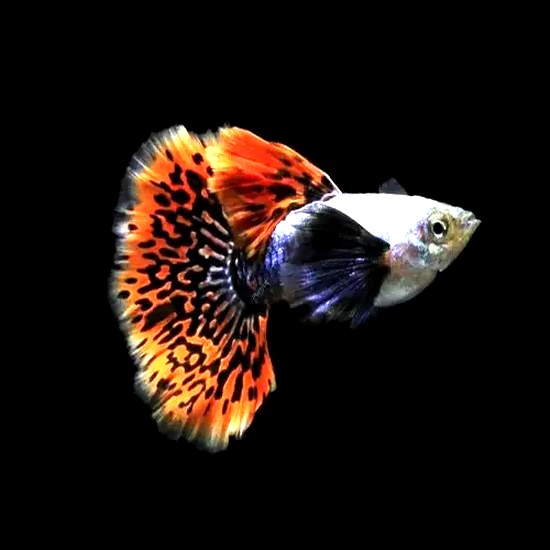 Czemu gupiki zdychają? Poznaj najczęstsze przyczyny ich śmierci