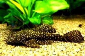 Czy glonojad zjada rybki? Oto, co warto wiedzieć przed zakupem!