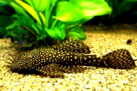 Czy glonojad zjada rybki? Oto, co warto wiedzieć przed zakupem!