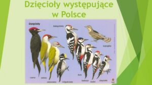 Dzięcioły na talerzu: odkryj, czym naprawdę się żywią!