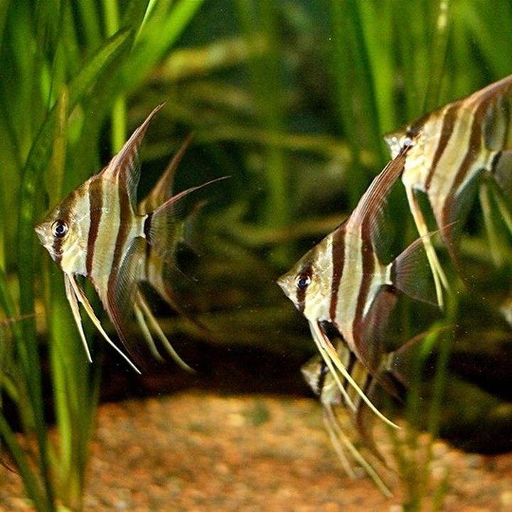 Gdzie znaleźć najlepsze oferty na skalary altumy? Praktyczne porady zakupowe