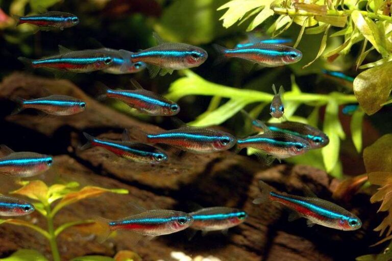 Idealne akwarium dla neonów: stworzenie wymarzonego środowiska dla Twoich ryb