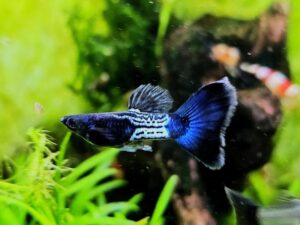 Ile gupików w akwarium – bezpieczne zasady hodowli ryb w zbiorniku