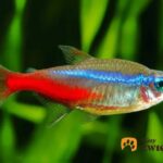 Ile kosztują neonki? Odkryj ceny i sekrety zakupu tych zachwycających ryb