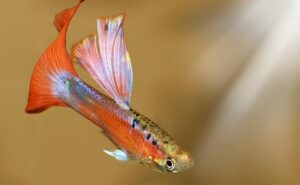 Ile rybek rodzi gupik? Odkryj zaskakujące fakty o ich rozmnażaniu!