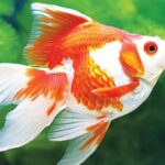 Ile zapłacisz za ryby do akwarium? Sprawdź ceny i kluczowe czynniki wpływające na wybór