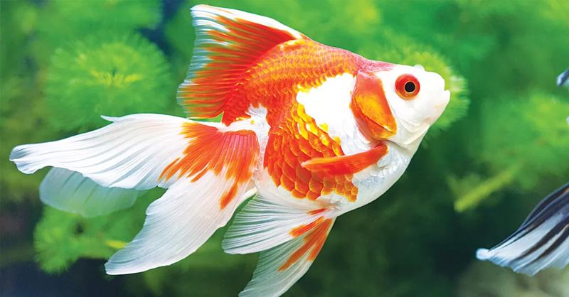 Ile zapłacisz za ryby do akwarium? Sprawdź ceny i kluczowe czynniki wpływające na wybór