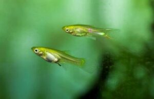 Jak dobrać idealną temperaturę wody dla gupików? Unikaj błędów w akwarium!