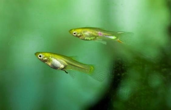 Jak dobrać idealną temperaturę wody dla gupików? Unikaj błędów w akwarium!