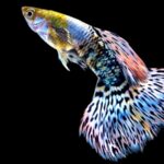 Jak hodować gupiki i cieszyć się zdrowymi rybkami oraz ich rozmnażaniem?