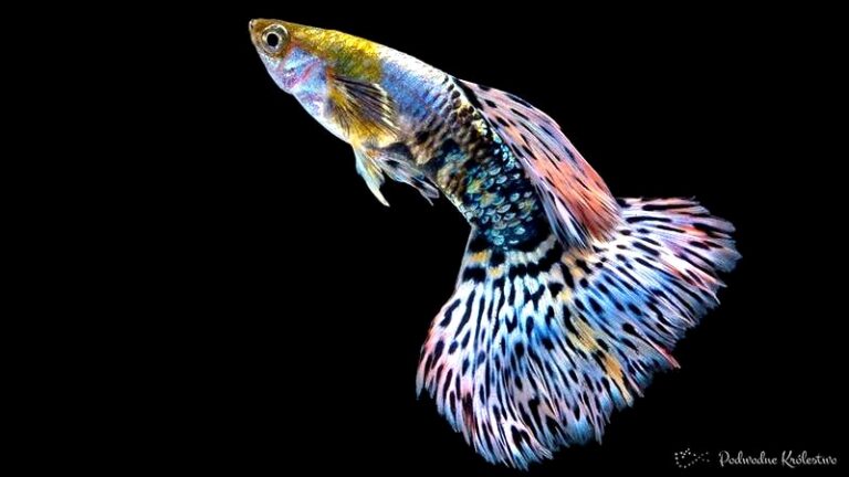 Jak hodować gupiki i cieszyć się zdrowymi rybkami oraz ich rozmnażaniem?