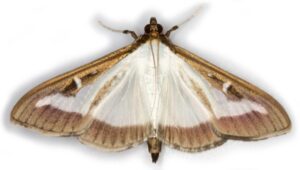 Jak odkryć tajemnice życia i zachowań ćm w ich rozmnażaniu?